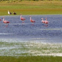 Flamingos and Geese on the way to Puerto Natales